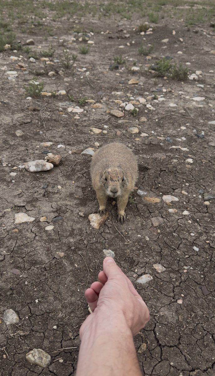 Shotta's tweet photo. Making new friends!
He booped my finger with his nose!
(It’s a rock, not food.) https://t.co/NnmHjNBwwI