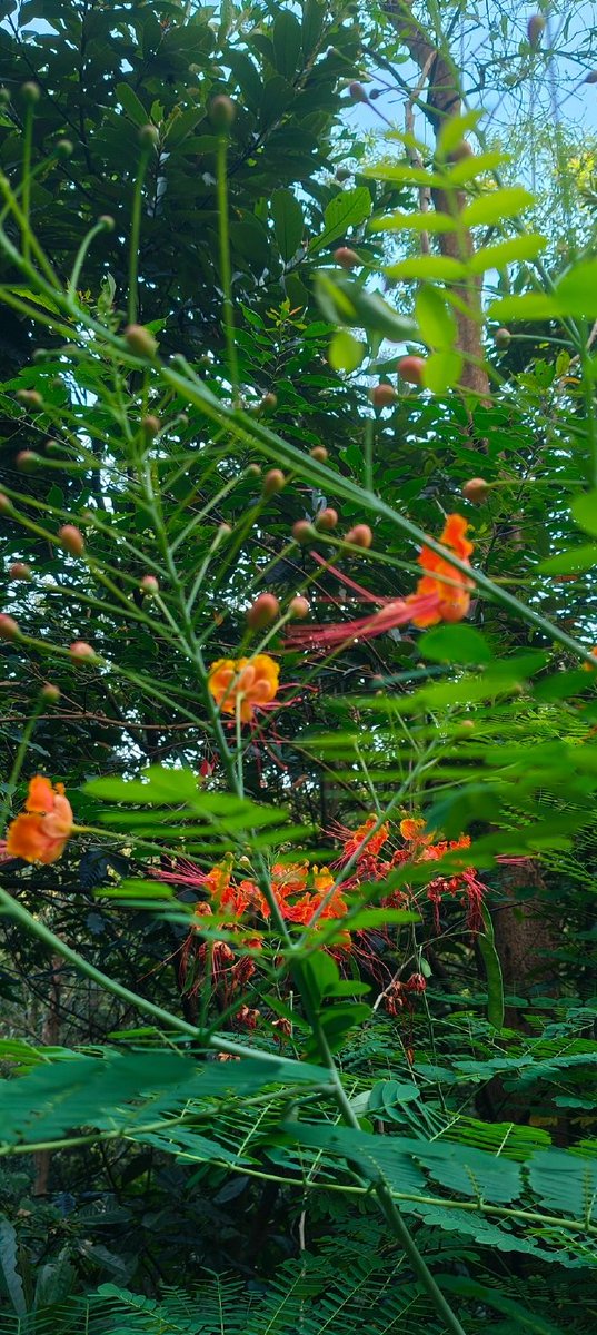 _TinyShell tweet picture
