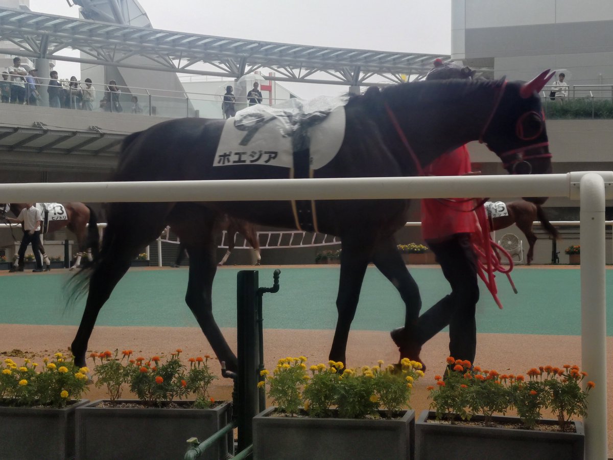 bluerainbringer's tweet photo. ポエジア新馬戦🐴 https://t.co/3R1ZEZVFVi