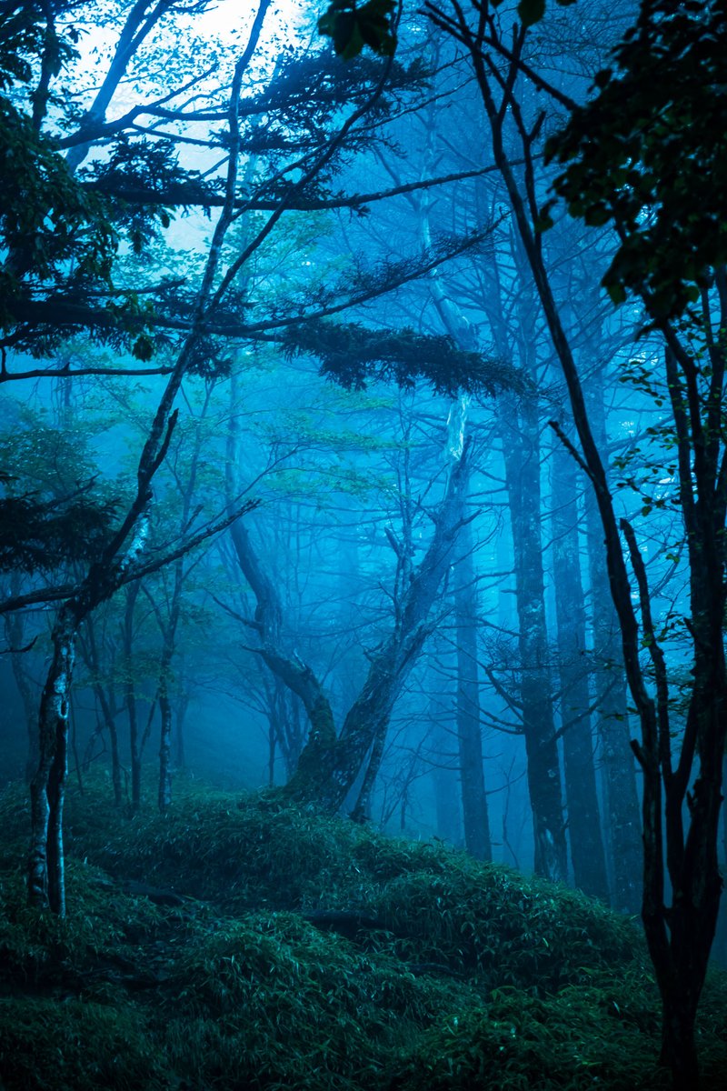 yoshito_photo1's tweet photo. 青い森 https://t.co/dAgcwMEYu7