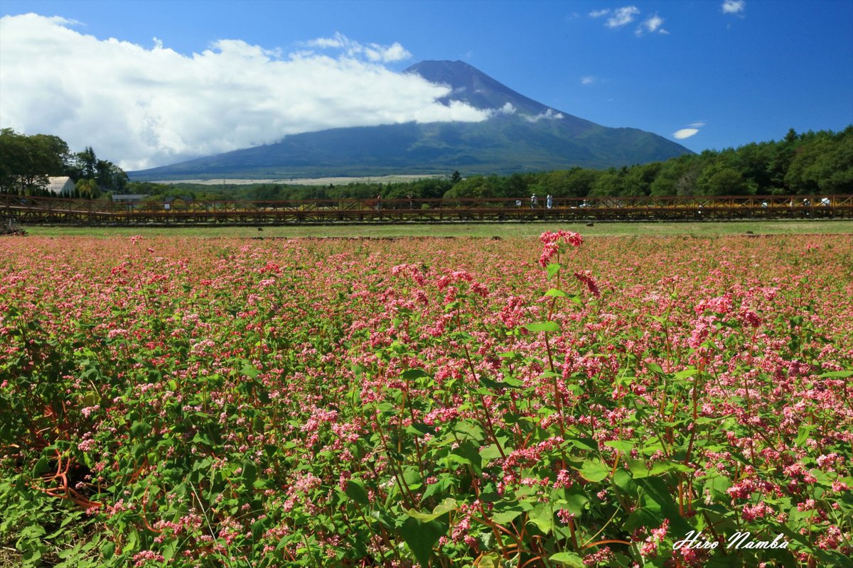 Hiro_Nanba's tweet photo. 2026/9/24 花の都公園
紅白の蕎麦の花が咲いています。駐車場前の赤い方は、長雨・強風で倒れた株もあり、見頃過ぎてます。一番奥の白い方は、見頃でした。富士山は山頂がかろうじて見えてました。
#富士山
#花の都公園
#蕎麦の花 https://t.co/1cgmNJr1iF
