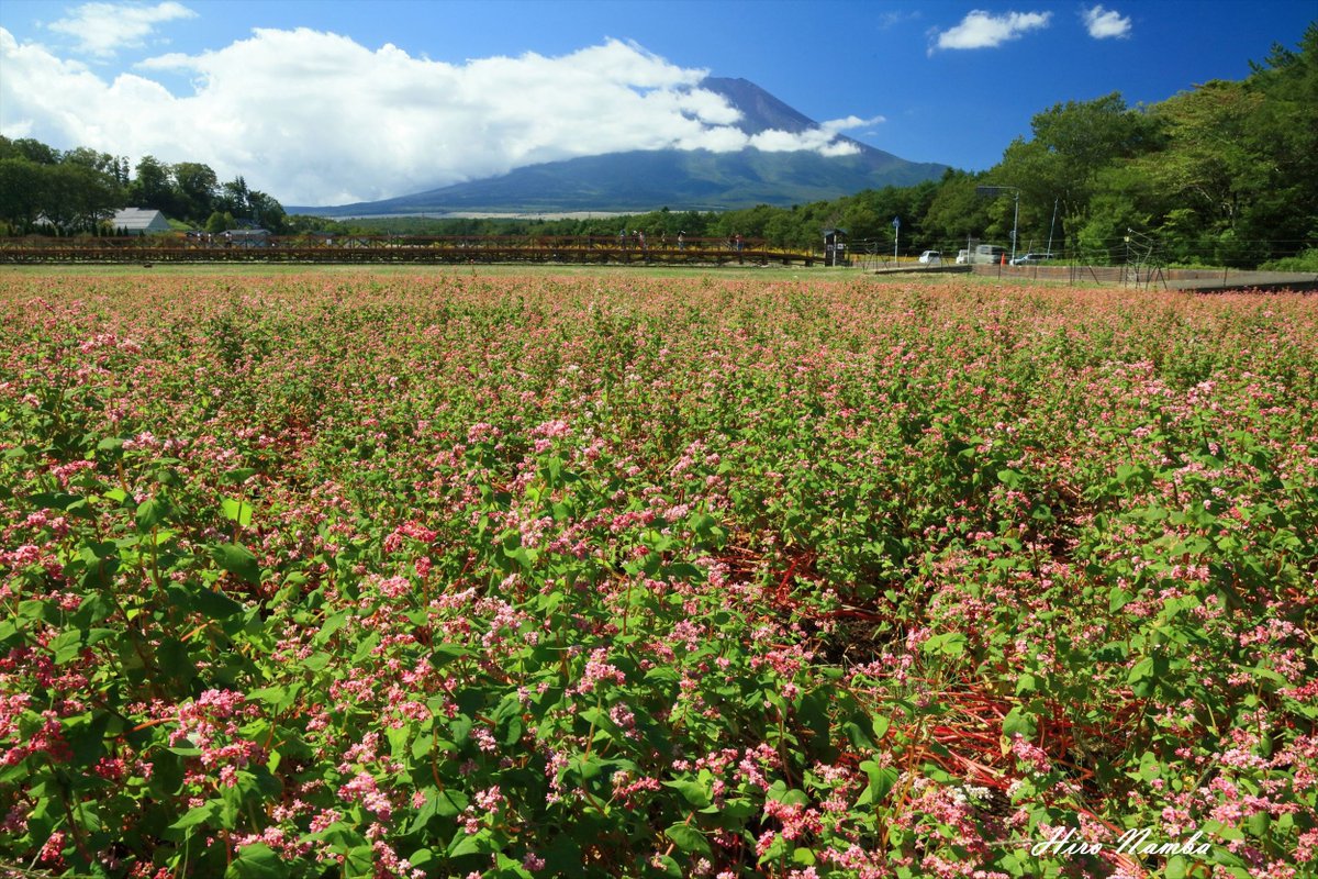 Hiro_Nanba's tweet photo. 2026/9/24 花の都公園
紅白の蕎麦の花が咲いています。駐車場前の赤い方は、長雨・強風で倒れた株もあり、見頃過ぎてます。一番奥の白い方は、見頃でした。富士山は山頂がかろうじて見えてました。
#富士山
#花の都公園
#蕎麦の花 https://t.co/1cgmNJr1iF
