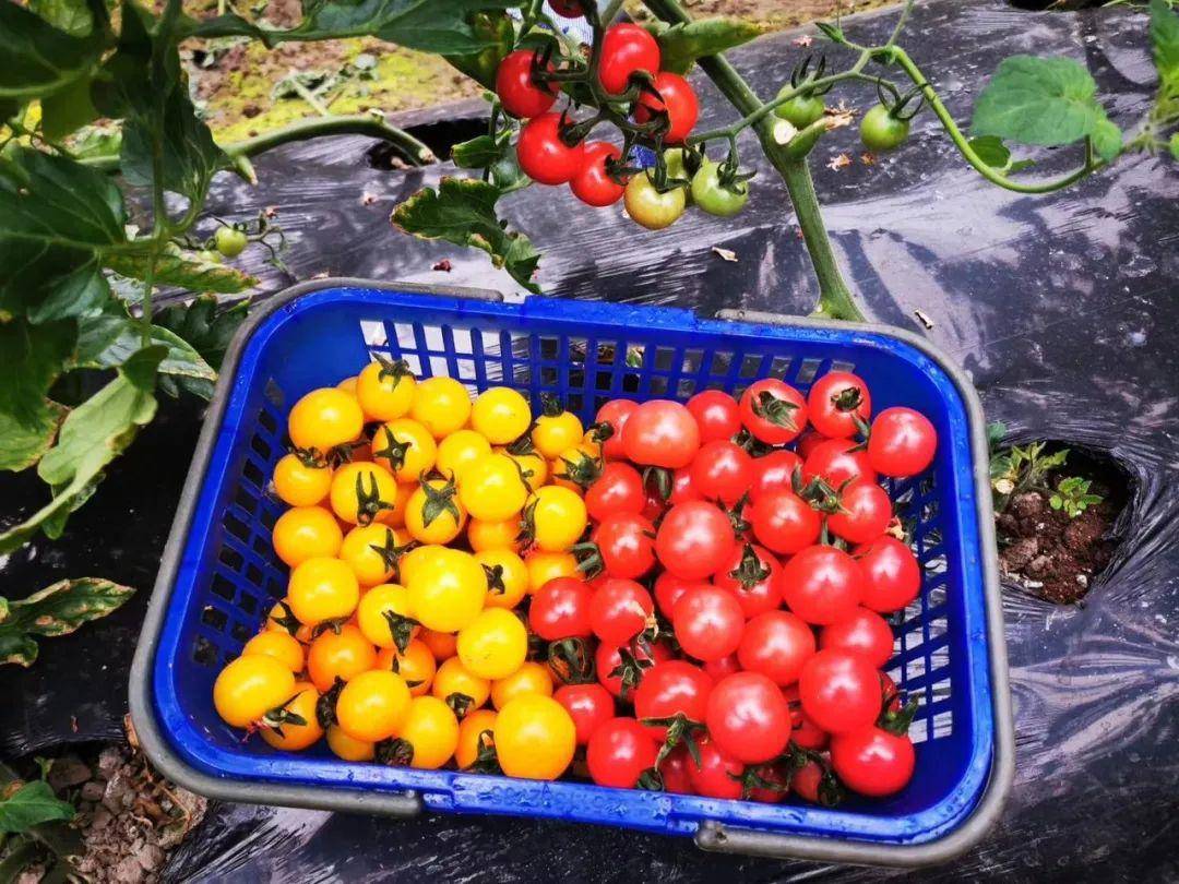 JanGarceaubz's tweet photo. Just tried the new organic cherry tomatoes from local farm! Burst with sweet, juicy flavor—no bland aftertaste at all. Perfect for salads or snacking.  #FreshProduce #FoodFind https://t.co/VWMQaEui7W