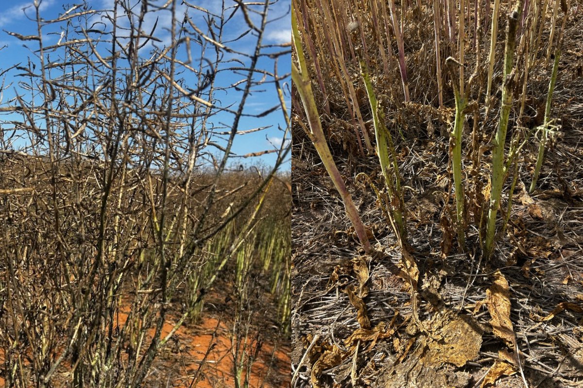DPIRDbroadacre's tweet photo. Severe cabbage aphid infestations are causing significant canola damage near Yuna and East Nabawa. Cabbage, turnip and green peach aphids have also been detected elsewhere in WA. Learn more in the latest #PestFactsWA newsletter 👉https://t.co/5vOT0plPZ8
@GRDCWest https://t.co/fXA4drq7yr