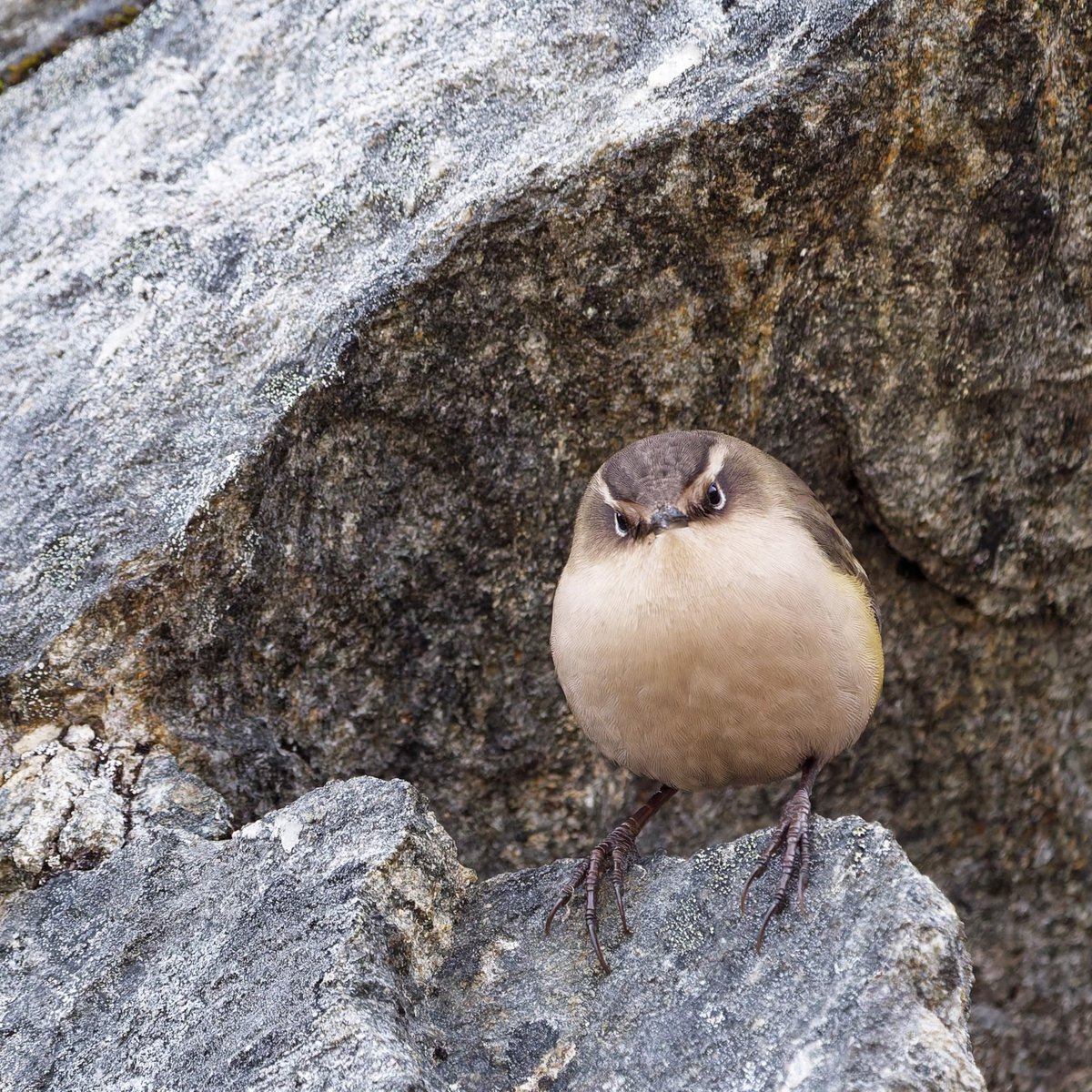Rarghwoolf's tweet photo. Borb of the rock https://t.co/VznjCRScm5