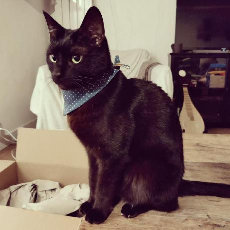 funcOfJoe's tweet photo. Our newest intern, Beef, made his first commit! https://t.co/DfDzkl05Db