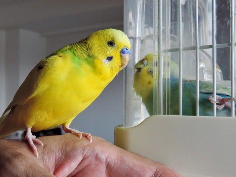 sekiseihouse's tweet photo. グッドモーニン❗️土曜日❣️(๑˃̵θ˂̵)👍✨
＃セキセイインコ https://t.co/n0u1oxnbZI