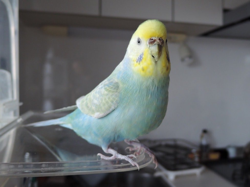 sekiseihouse's tweet photo. グッドモーニン❗️土曜日❣️(๑˃̵θ˂̵)👍✨
＃セキセイインコ https://t.co/n0u1oxnbZI
