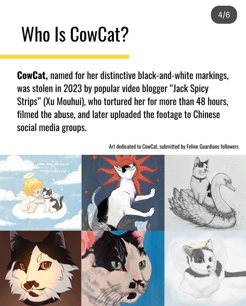 MaleficentLady's tweet photo. "If you have no knowledge of the cruelty that Chinese serial Chinese cat and kitten torturer, mutilator and murderer, Jack Latiao (real name Xu Zhihui), known for torturing Cowcat which sparked massive controversy in 2023, inflicted on his feline victims, then below, I will describe a segment involving one kitten from the dozens of kittens he publicly tortured to death online:

"He put a kitten into a meat grinder, and after the machine started, the kitten was still alive, struggling and crying out, even trying to crawl upward to escape in a state where its lower body was a bloody mess. He and his wife, Chen Xiaojuan, laughed and said the cat had a tough life, then put the kitten into a microwave to heat it up."

I've never had the courage to click on any of his cat and kitten torture videos. Just these words and images circulating on the internet have already caused immense psychological discomfort for me and many others.

What we find most unbearable isn't just the two words "death." It's that a living being, when suffering pain, can feel the hurt, knows fear, knows to run away—it feels terror too.  

In that moment when it desperately clawed upward, it had no idea why humans were treating it this way.

Does torturing cats and dogs really only harm cats and dogs?  

Of course, the first to suffer is the animal.  

But when the abuse is deliberately filmed, spread, and flaunted—even turned into traffic and business for some people—the ones repeatedly tormented also include the conscience, tolerance, and sense of security of countless ordinary people on the other side of the screen.

There's always someone asking: "Isn't it just a cat, a dog? Why does it upset so many people this much?"
  
But it's precisely because they can't speak, can't call the police, and don't know how to seek help from society that we feel this way.

A vulnerable life’s trust in humans shouldn’t become the easiest weakness for people to exploit in harming it. And such harm shouldn’t be replicated thousands of times over the internet, forcing countless people originally unrelated to the incident to bear the pain it creates together.

When news suddenly spread online these past two days about "Jack La Tiao and his family being stabbed—one dead, one injured, with the attacker, a girl, jumping to her death on the spot," my first reaction wasn’t joy. If the rumored details are ultimately confirmed, what we’re facing is no longer just an animal abuse case.  

It’s an issue of animal protection that, amid long-accumulated anger and helplessness, has finally evolved into the most primal violence between people. The rumor goes that the attacker initially sought to gather real information on Jack La Tiao and ended up watching a ton of his cat abuse videos out of necessity, which drove her to schizophrenia; she then lay low for half a year, waiting near Jack La Tiao’s home until she found the chance to stab him.

This is the most heartbreaking part.  

What we’ve always hoped for isn’t for someone to take up a knife and avenge little dog Wang Wang or those cats and dogs cruelly tortured to death.  

What we need is for there to already be a clear institutional baseline in place in China—before the next kitten is stuffed into a machine, before the next puppy is abused to death on the street.

Letting abusers know what they can’t do and what consequences they’ll face if they do; letting ordinary people know where to report abuse when they see it and how the law will handle it;  
Letting pet owners know what penalties they’ll face for abandoning animals or failing to care for them properly;  
And letting those consumed by rage know: We can seek justice without picking up a knife.

A truly mature society shouldn’t rely on an ordinary person ruining their entire life to deliver justice for a speechless little animal.  

Wang Wang doesn’t need revenge.  
Those abused kittens and puppies don’t need a “hero” either—they need the protection of the law.

My gut reaction was one of uncontrollable sympathy and admiration for that girl who stabbed Jack La Tiao and gave her own life for it, even though, rationally and emotionally, I shouldn’t feel this way. In the afterlife where she is now, have those kittens and puppies once hurt by bad people happily reunited with her? Has she brought word from the human world, telling them that so many brothers and sisters ache for their suffering and are fighting for them? After all, before she stabbed him, thanks to the tireless efforts of many pet lovers, Jack La Tiao ultimately paid only the price of a banned online account and 10 days in detention for his cat abuse.

But I don’t want to call the moment she picked up the knife “heroism.”  

Because the world truly worth looking forward to is one where no one needs to sacrifice their life and freedom to become that kind of “hero.”

When the law falls silent, anger shouldn’t turn into vigilante justice.  

And the point of our push for animal protection legislation in China has never been just to safeguard cats and dogs.  

We’re protecting a society’s most basic compassion for vulnerable lives—and protecting the inner health and peace of those who still hold that compassion."

#JusticeForCowcat #EndCatTortureInChina #EndKittenTortureInChina 
#StopCatTortureInChina #StopKittenTortureInChina
#beijing #china #ccp #xijinping #trumpxisummit #apec #apec2026 #brics #wangwang #justiceforwangwang #旺旺 #Jieyang #chinatourism #chinatravel #tourismchina #travelchina #safechina #chinamaxxing #chinacool
