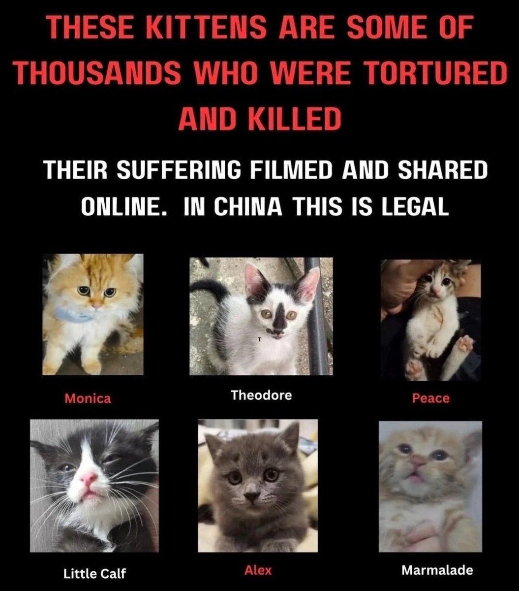 MaleficentLady's tweet photo. "If you have no knowledge of the cruelty that Chinese serial Chinese cat and kitten torturer, mutilator and murderer, Jack Latiao (real name Xu Zhihui), known for torturing Cowcat which sparked massive controversy in 2023, inflicted on his feline victims, then below, I will describe a segment involving one kitten from the dozens of kittens he publicly tortured to death online:

"He put a kitten into a meat grinder, and after the machine started, the kitten was still alive, struggling and crying out, even trying to crawl upward to escape in a state where its lower body was a bloody mess. He and his wife, Chen Xiaojuan, laughed and said the cat had a tough life, then put the kitten into a microwave to heat it up."

I've never had the courage to click on any of his cat and kitten torture videos. Just these words and images circulating on the internet have already caused immense psychological discomfort for me and many others.

What we find most unbearable isn't just the two words "death." It's that a living being, when suffering pain, can feel the hurt, knows fear, knows to run away—it feels terror too.  

In that moment when it desperately clawed upward, it had no idea why humans were treating it this way.

Does torturing cats and dogs really only harm cats and dogs?  

Of course, the first to suffer is the animal.  

But when the abuse is deliberately filmed, spread, and flaunted—even turned into traffic and business for some people—the ones repeatedly tormented also include the conscience, tolerance, and sense of security of countless ordinary people on the other side of the screen.

There's always someone asking: "Isn't it just a cat, a dog? Why does it upset so many people this much?"
  
But it's precisely because they can't speak, can't call the police, and don't know how to seek help from society that we feel this way.

A vulnerable life’s trust in humans shouldn’t become the easiest weakness for people to exploit in harming it. And such harm shouldn’t be replicated thousands of times over the internet, forcing countless people originally unrelated to the incident to bear the pain it creates together.

When news suddenly spread online these past two days about "Jack La Tiao and his family being stabbed—one dead, one injured, with the attacker, a girl, jumping to her death on the spot," my first reaction wasn’t joy. If the rumored details are ultimately confirmed, what we’re facing is no longer just an animal abuse case.  

It’s an issue of animal protection that, amid long-accumulated anger and helplessness, has finally evolved into the most primal violence between people. The rumor goes that the attacker initially sought to gather real information on Jack La Tiao and ended up watching a ton of his cat abuse videos out of necessity, which drove her to schizophrenia; she then lay low for half a year, waiting near Jack La Tiao’s home until she found the chance to stab him.

This is the most heartbreaking part.  

What we’ve always hoped for isn’t for someone to take up a knife and avenge little dog Wang Wang or those cats and dogs cruelly tortured to death.  

What we need is for there to already be a clear institutional baseline in place in China—before the next kitten is stuffed into a machine, before the next puppy is abused to death on the street.

Letting abusers know what they can’t do and what consequences they’ll face if they do; letting ordinary people know where to report abuse when they see it and how the law will handle it;  
Letting pet owners know what penalties they’ll face for abandoning animals or failing to care for them properly;  
And letting those consumed by rage know: We can seek justice without picking up a knife.

A truly mature society shouldn’t rely on an ordinary person ruining their entire life to deliver justice for a speechless little animal.  

Wang Wang doesn’t need revenge.  
Those abused kittens and puppies don’t need a “hero” either—they need the protection of the law.

My gut reaction was one of uncontrollable sympathy and admiration for that girl who stabbed Jack La Tiao and gave her own life for it, even though, rationally and emotionally, I shouldn’t feel this way. In the afterlife where she is now, have those kittens and puppies once hurt by bad people happily reunited with her? Has she brought word from the human world, telling them that so many brothers and sisters ache for their suffering and are fighting for them? After all, before she stabbed him, thanks to the tireless efforts of many pet lovers, Jack La Tiao ultimately paid only the price of a banned online account and 10 days in detention for his cat abuse.

But I don’t want to call the moment she picked up the knife “heroism.”  

Because the world truly worth looking forward to is one where no one needs to sacrifice their life and freedom to become that kind of “hero.”

When the law falls silent, anger shouldn’t turn into vigilante justice.  

And the point of our push for animal protection legislation in China has never been just to safeguard cats and dogs.  

We’re protecting a society’s most basic compassion for vulnerable lives—and protecting the inner health and peace of those who still hold that compassion."

#JusticeForCowcat #EndCatTortureInChina #EndKittenTortureInChina 
#StopCatTortureInChina #StopKittenTortureInChina
#beijing #china #ccp #xijinping #trumpxisummit #apec #apec2026 #brics #wangwang #justiceforwangwang #旺旺 #Jieyang #chinatourism #chinatravel #tourismchina #travelchina #safechina #chinamaxxing #chinacool