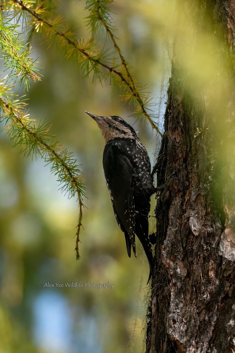 AlexBaling's tweet photo. Eurasian Tree-toad Woodpecker
Dangling, Chengdu
China
Oct 2025
Sony A9+400800G

#birdwatching #birdphotography #BirdTwitter #BirdsSeenIn2025 #wildlife #china #yunnanbirds #chinabirds  #chinawildlife https://t.co/af8ja9RkXN