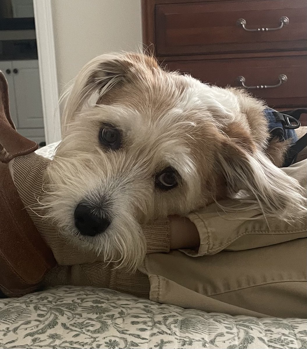 BonnieMackSmith's tweet photo. The face that launched a thousand treats. ❤️👑🦴🐕

(Apologies to Christopher Marlowe IYKYK 😉) https://t.co/XACjs7n094