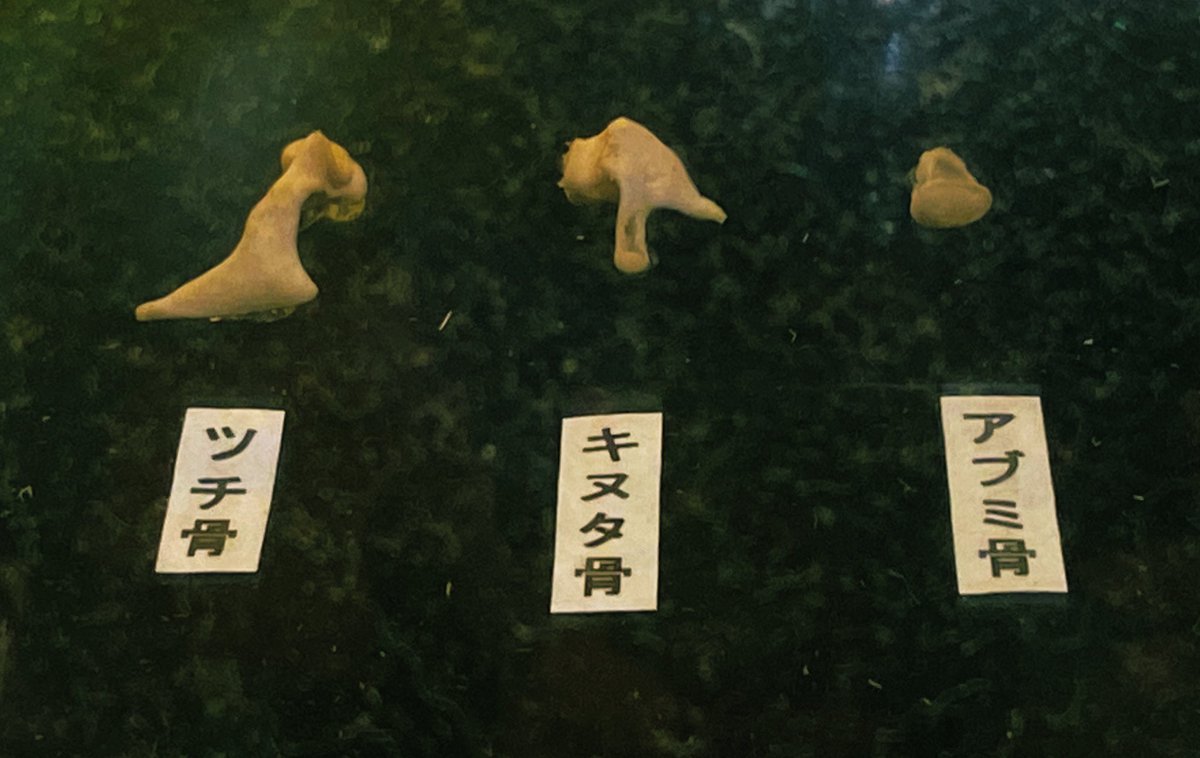 twatanabe_nh's tweet photo. （タイムラグできちゃったけど）科博の生き物超ワールド展も見に行きました！
耳の研究をしているので、どうしてもマニアックな写真ばかりになってしまう👂
ちなみに写真は、ウミイグアナの耳周り、アジアゾウの耳小骨、アフリカゾウの耳介

#博物館探訪 #科博 #生き物超ワールド展 #耳 https://t.co/6KceViEJFM