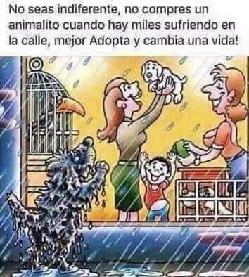 marq31995's tweet photo. Adopta, no compres https://t.co/eeDYYvBg8n