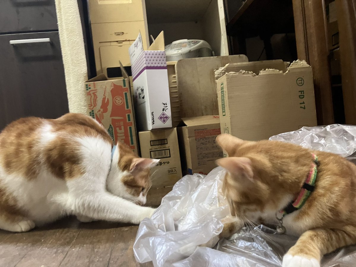 acht8808's tweet photo. ビニール袋だいすき猫兄弟。
がさごそ😸

#猫
#盲人とねこ https://t.co/CxkNuCrpe9