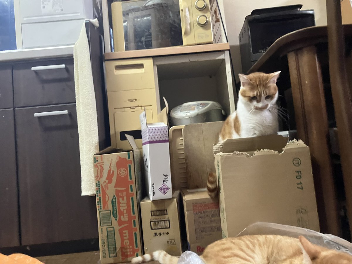 acht8808's tweet photo. ビニール袋だいすき猫兄弟。
がさごそ😸

#猫
#盲人とねこ https://t.co/CxkNuCrpe9