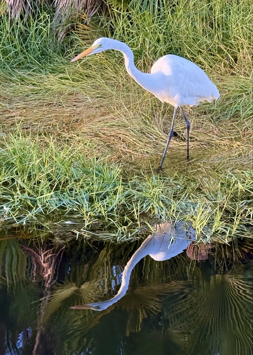 pkguru10's tweet photo. 🕊️🕊️Be patient with the pause. Some of life’s greatest blessings arrive only after they have taught us how to wait!!!🙏

#WeekendVibe #RandomThoughts #iphonephotography #Nature #Florida #birdphotography https://t.co/lQTFTezFwF