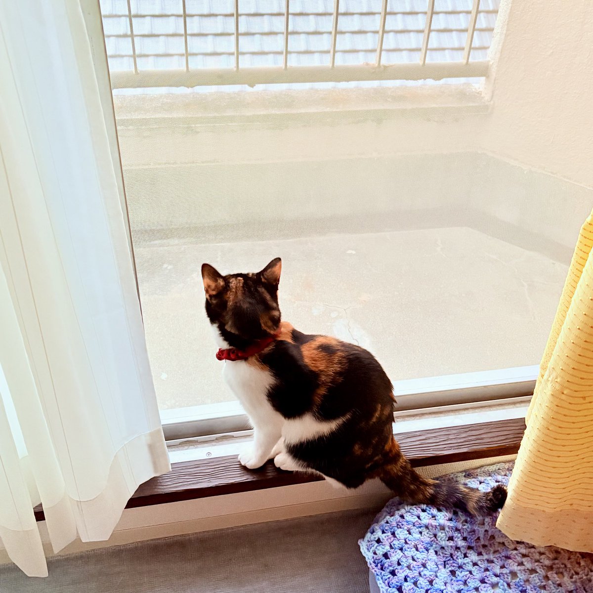 nekodepp's tweet photo. にゃるそっく中
#三毛猫 https://t.co/VfeJazbEUS