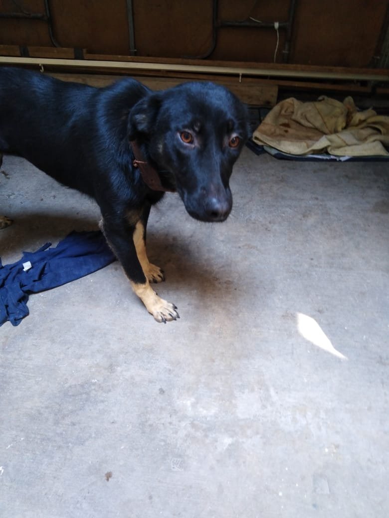 VIBRAmascotas's tweet photo. Nada aún para Pantera , tiene mucho tiempo esperando un hogar 
Nadie pregunta por ella 
Por favor 🙏🏻 
Alguien que le dé el hogar que merece 
Wats 5548724347
#adopta https://t.co/GQMolfZiE8