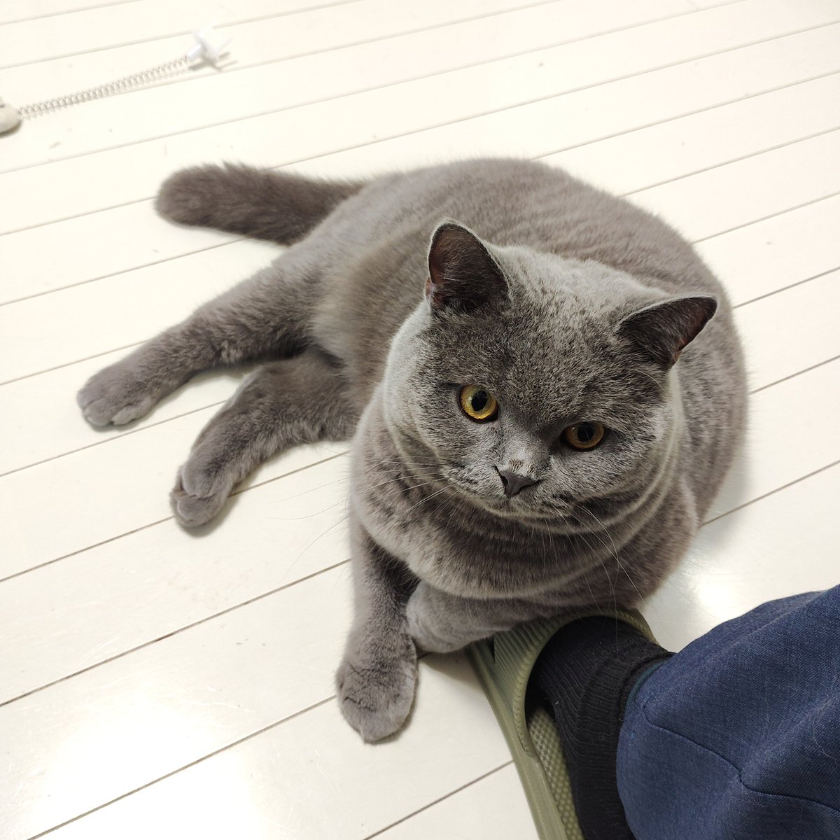 chocopara1's tweet photo. ちょうどいい肘掛け

#ブリティッシュショートヘア https://t.co/qhcVsY9bQU