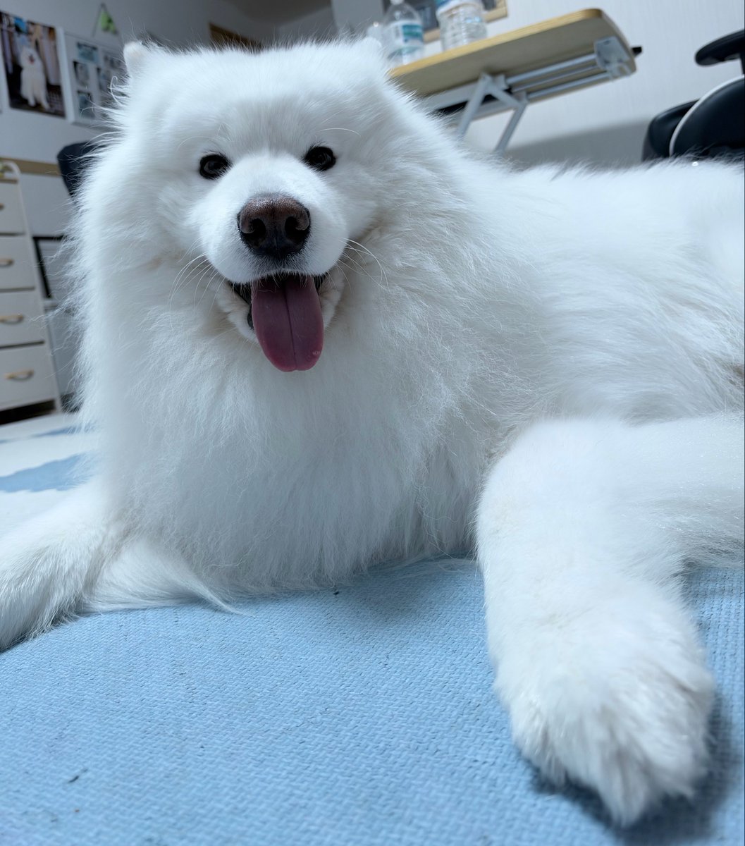 samoyed_dazs's tweet photo. おはダッツです🐻‍❄️🌧️ https://t.co/lX212cQotI