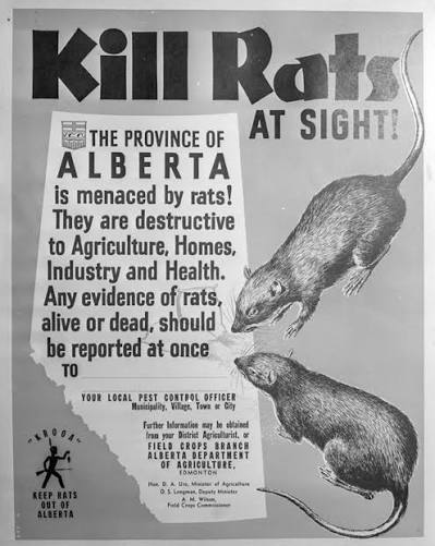 LL_ULTRA's tweet photo. anti-rat propaganda time https://t.co/KYTECFW2LV