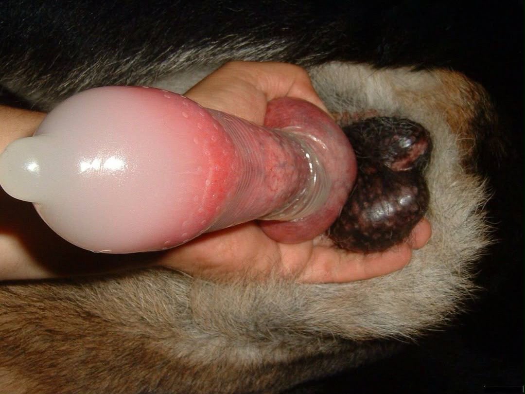 melissa37391's tweet photo. https://t.co/UYxKmrox5U

https://t.co/UYxKmrox5U

#Bestiality #zooporn #Animalporn #zoophilia #Dogknotting #zoosarevalid #bestiality #dogknot #zooprideisvalid #antizoo #antizoophileantizoo #k9girl #zoopride 
#zoophileprde #mexico #americanas #Bestiality #USA https://t.co/RSCCK2TScu