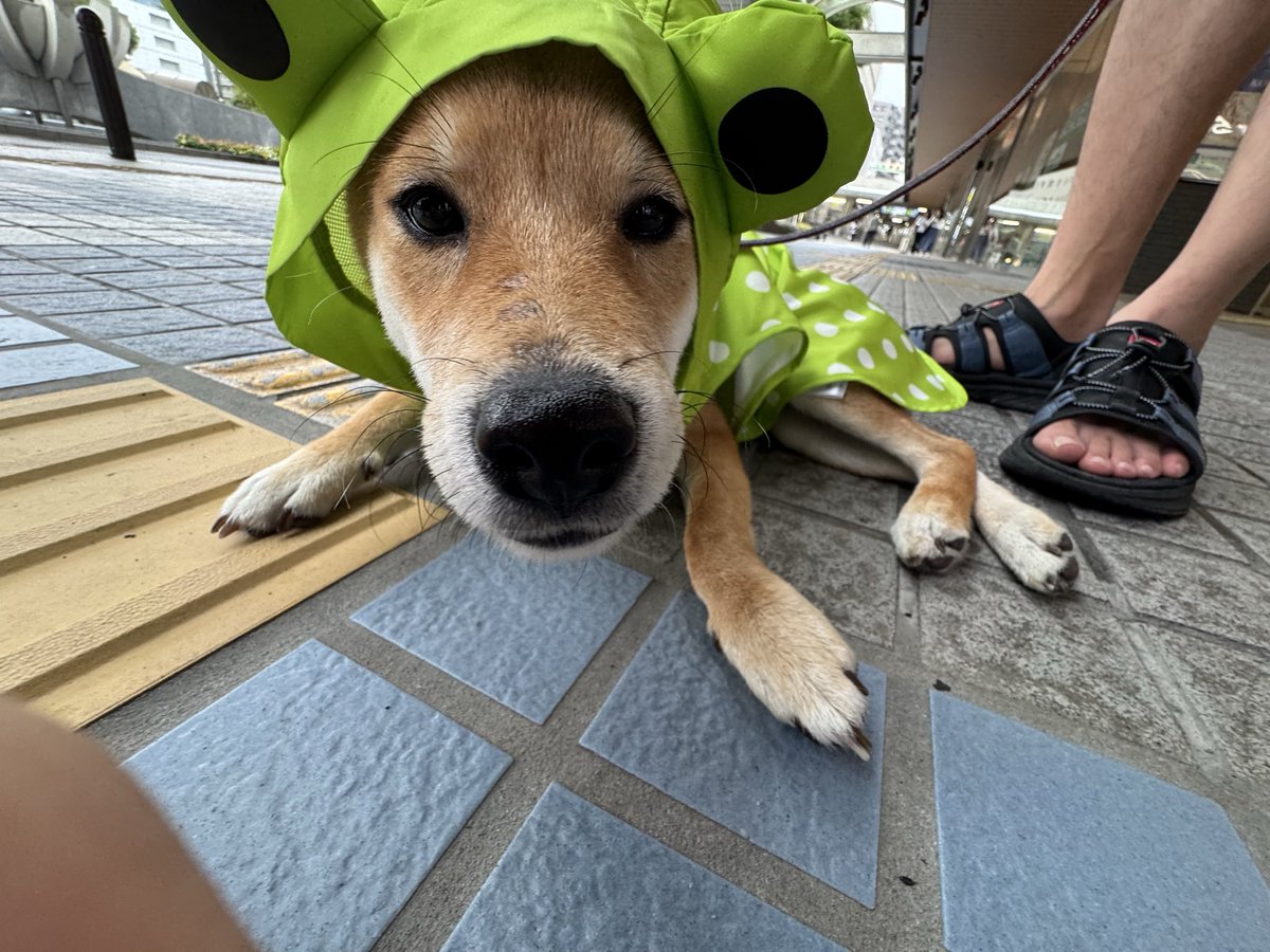 moon_260330's tweet photo. \🌕かえるさんは歩かないもん！/
#柴犬ムンちゃん #柴犬 https://t.co/kEdC8XL4mK