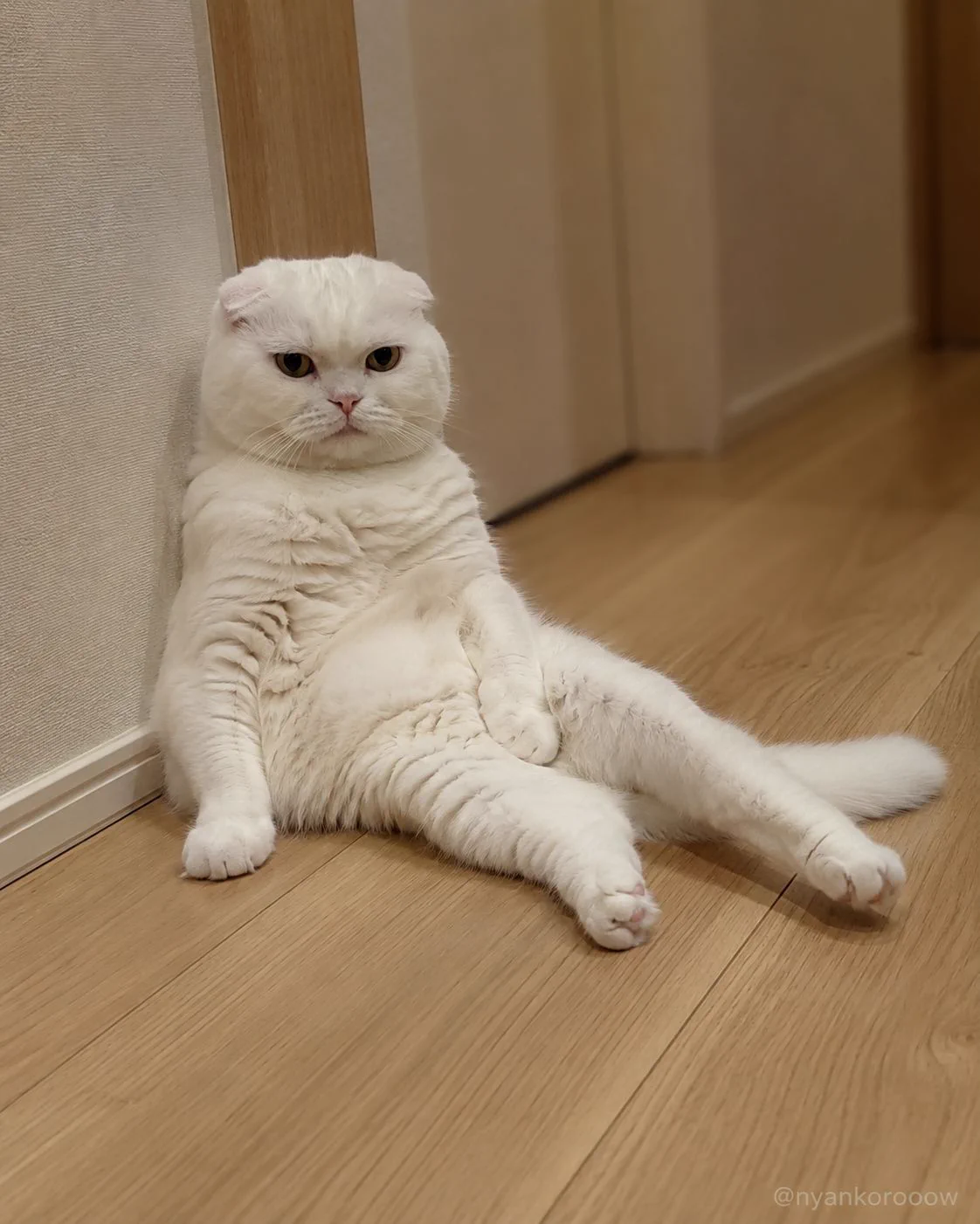にゃん太郎｜猫画像｜Funny Cats в X: „この生き物の正式名称、つける