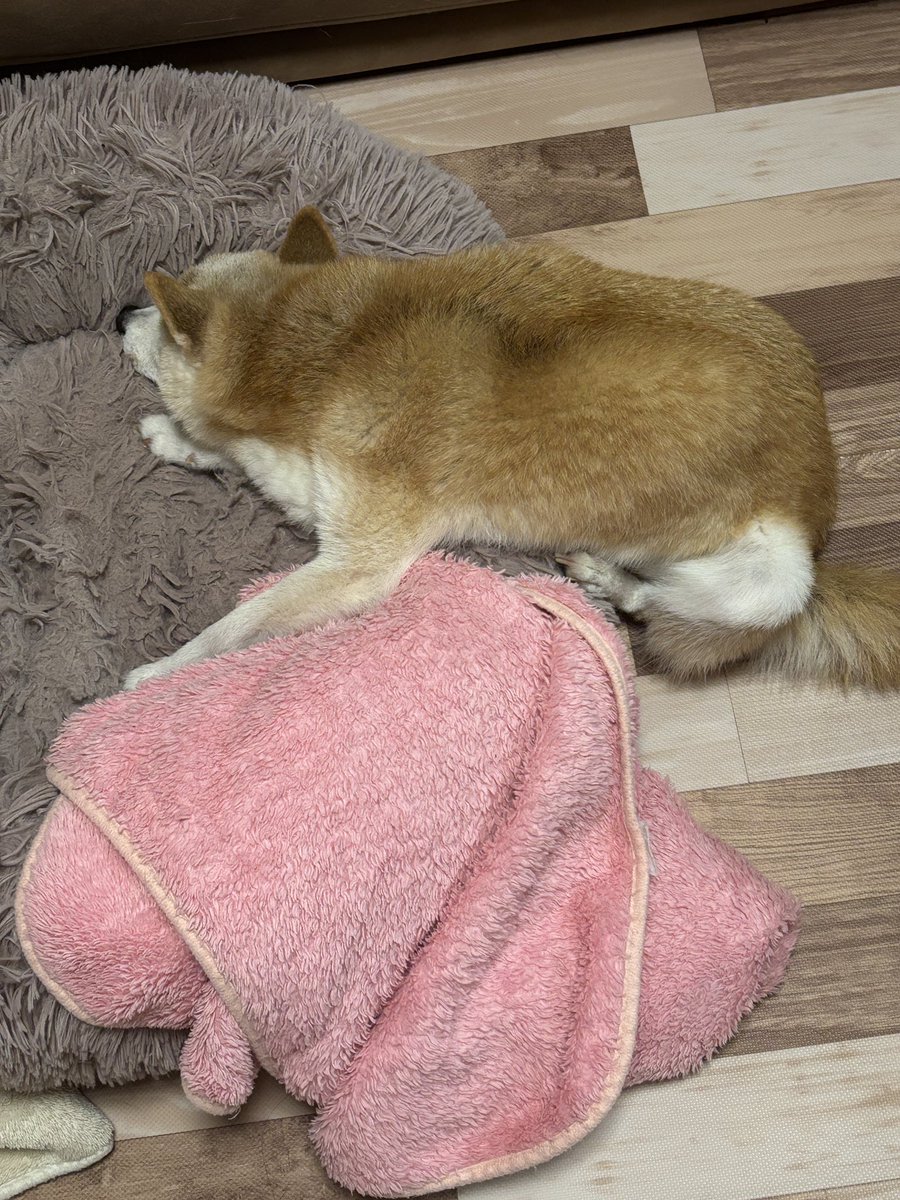 kaedemaru6's tweet photo. おはようございます☔️
桃ちゃん、夜中に徘徊しまくって、上半身だけどうにかベッドに辿り着いて爆睡中😅 https://t.co/FEVWaMM2ld