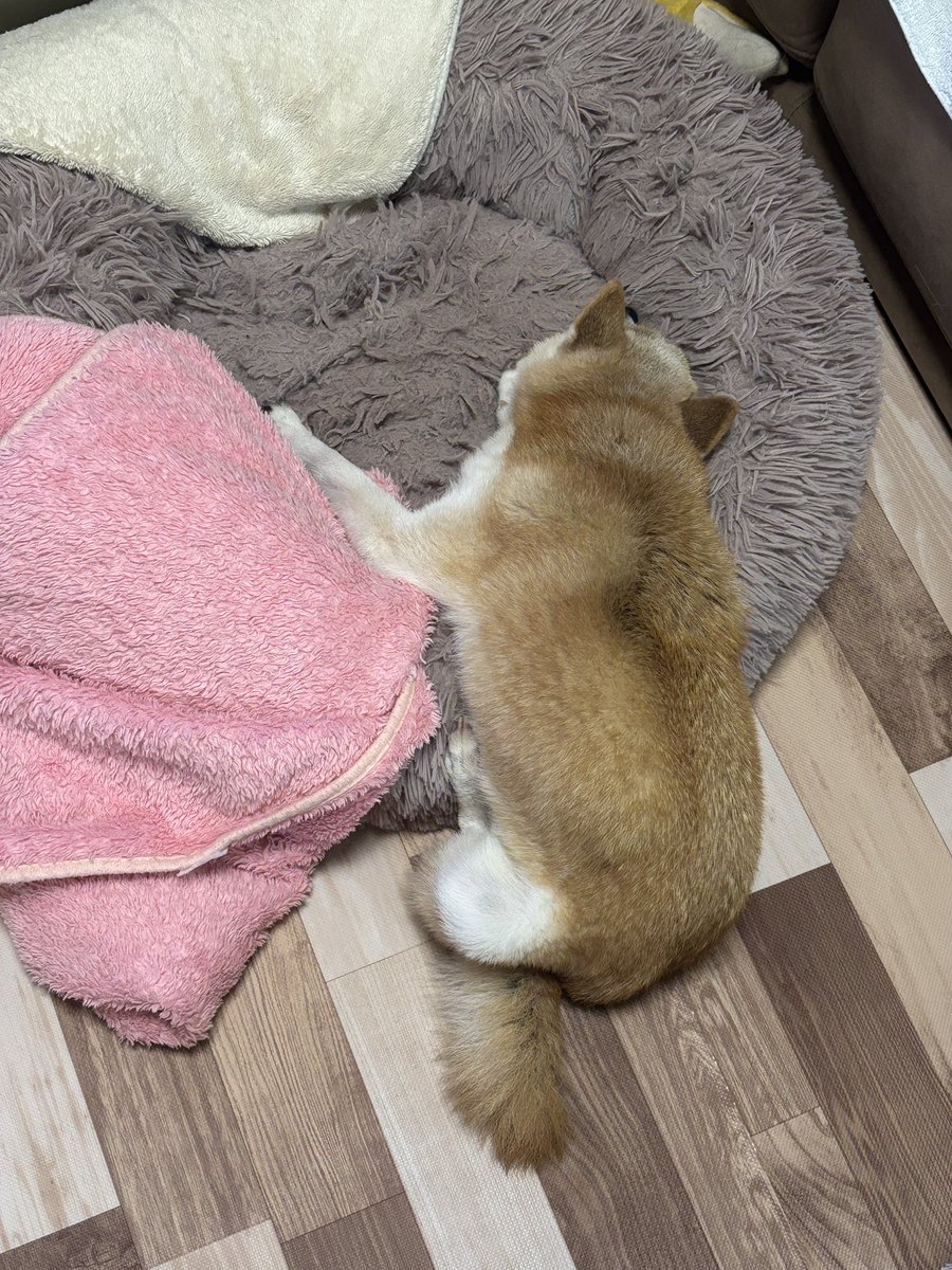 kaedemaru6's tweet photo. おはようございます☔️
桃ちゃん、夜中に徘徊しまくって、上半身だけどうにかベッドに辿り着いて爆睡中😅 https://t.co/FEVWaMM2ld