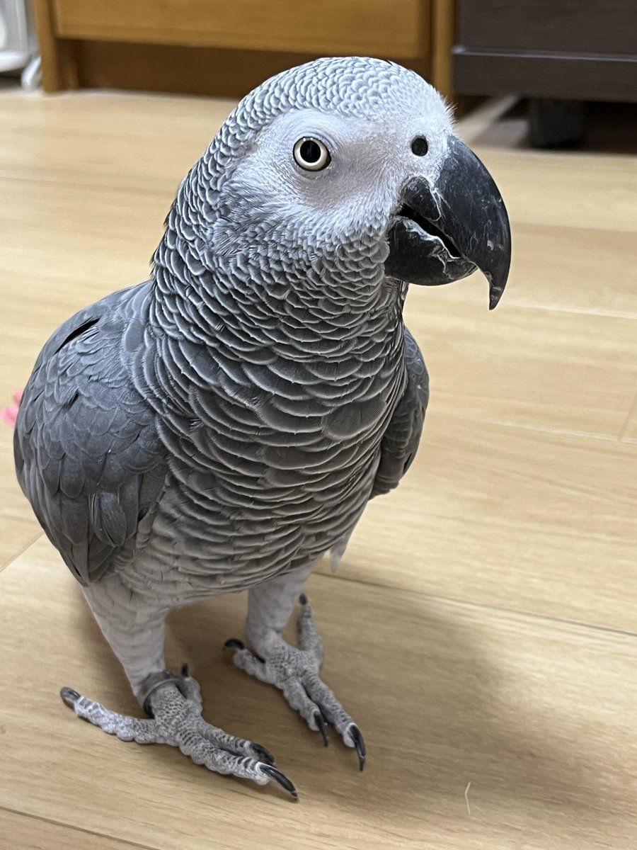 bals0076's tweet photo. おはようございます🦜 https://t.co/lV2bxfomla