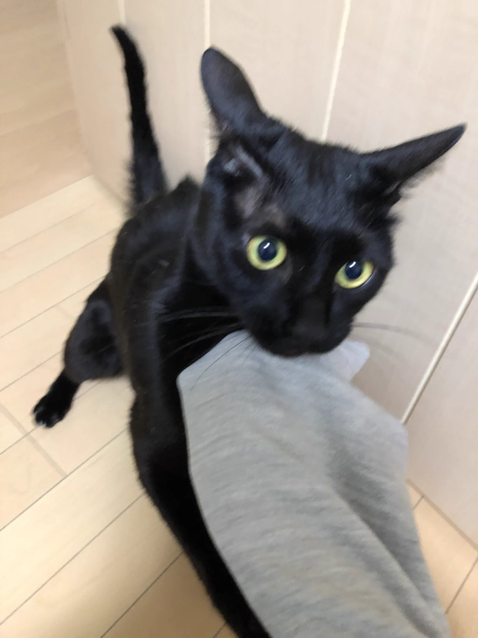 かずよん🐈‍⬛黒猫りゅう🌟10/24.25ラブリーにゃんフェスタ on X: 