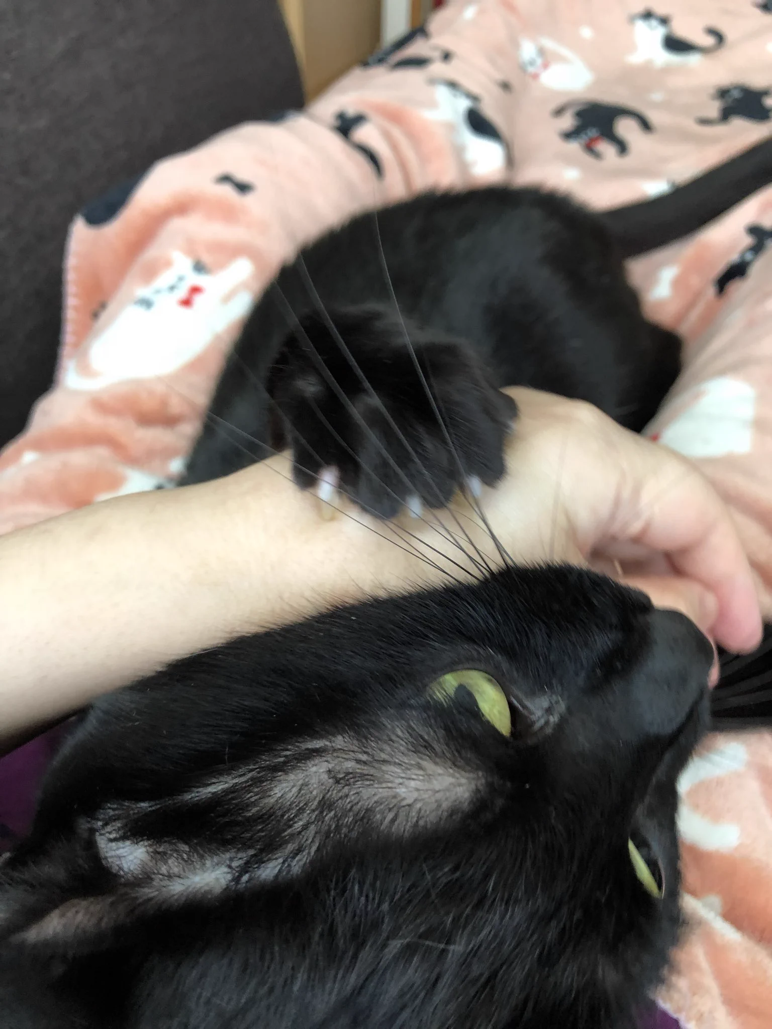 かずよん🐈‍⬛黒猫りゅう🌟10/24.25ラブリーにゃんフェスタ on X: 