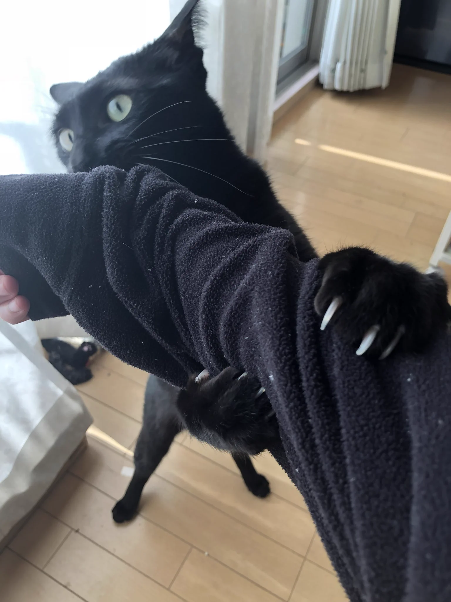 かずよん🐈‍⬛黒猫りゅう🌟10/24.25ラブリーにゃんフェスタ on X: 
