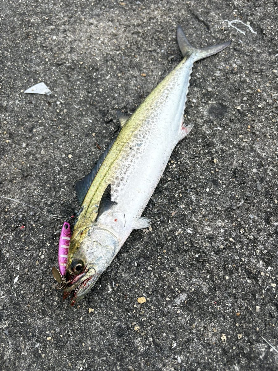 Gin_fishing's tweet photo. 予想通り渋すぎる無コイチ。

潮目絡んだポイントでサゴシ💥 https://t.co/6OrhArfctO