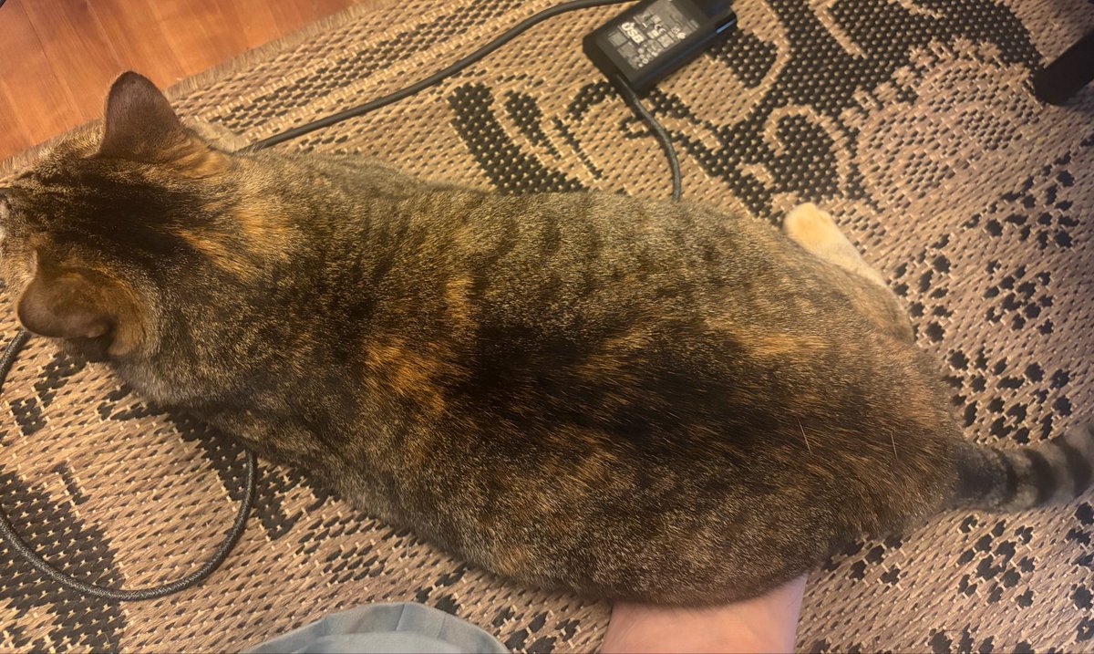 brownworkcat's tweet photo. どうしてわざわざ人の足の上におしりをのせるの❓
動けなくて困ってますよ😽💕
涼しいと寄り添った時のぬくもりが更に幸せ💕 https://t.co/Jcn93Bpy36