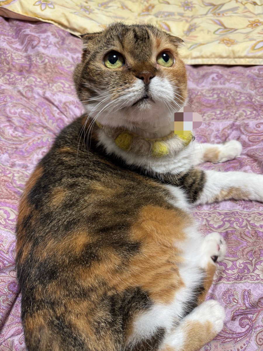 minatomati9582's tweet photo. おはにゃん。今日も全ての犬猫さんにとっていい1日になりますように。混雑緩和のために受診は平日午前を推奨いたします。よろしくお願いいたします。 https://t.co/E8agppyt2u