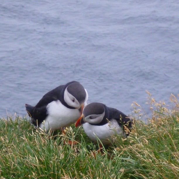 BluffenPuffin's tweet photo. Together is a wonderful place to be 💖💫 https://t.co/tfi6uPcMRL