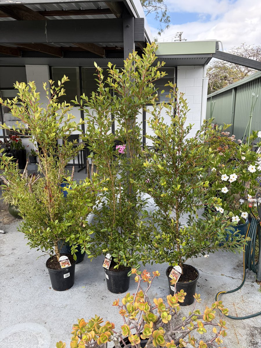 DirectNursery's tweet photo. Advanced #Hedging #Lillypilly deliveries 🚚 to your door 🚪 @brisbanecityqld @brisbanetimes #plants #nurserydirectonline 
Great easy growing Syzygium Resilience $60 each plus delivery. 
Check out https://t.co/JdTzhoRq37 https://t.co/cG8MKHpW0K