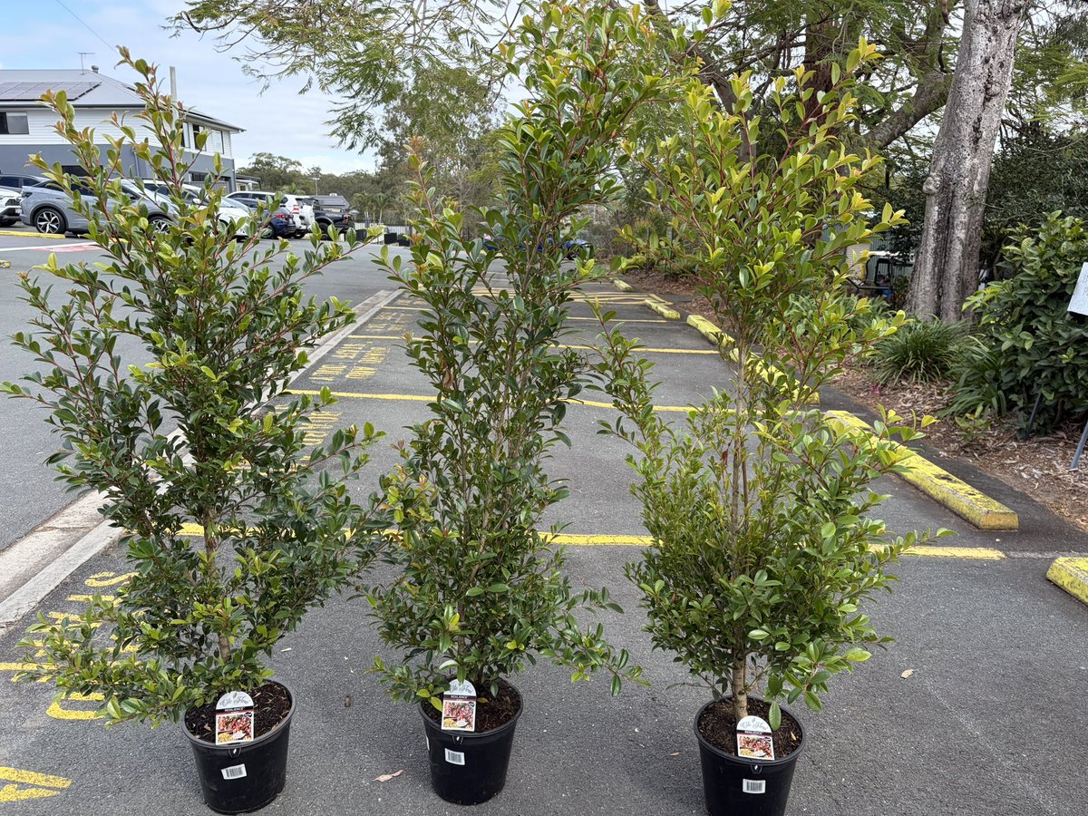 DirectNursery's tweet photo. Advanced #Hedging #Lillypilly deliveries 🚚 to your door 🚪 @brisbanecityqld @brisbanetimes #plants #nurserydirectonline 
Great easy growing Syzygium Resilience $60 each plus delivery. 
Check out https://t.co/JdTzhoRq37 https://t.co/cG8MKHpW0K