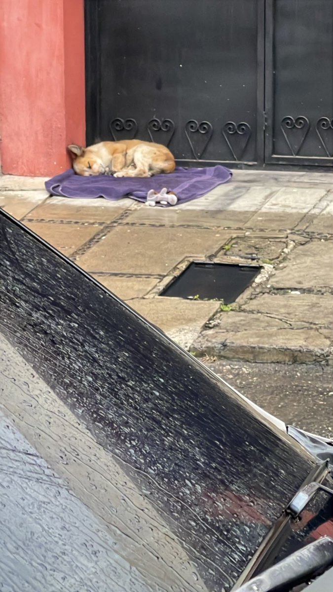 Missquetrabaja's tweet photo. Una amiga necesita saber si es delito agarrar a una perrita a la que "sus dueños"  dejaron a sus suerte en la calle.
Mi amiga y su familia le dan de comer y le pusieron un ponchito en estos días de lluvia 😭😭
Qué dice el público??
@MaferCioccolato https://t.co/OFlEyMASWj