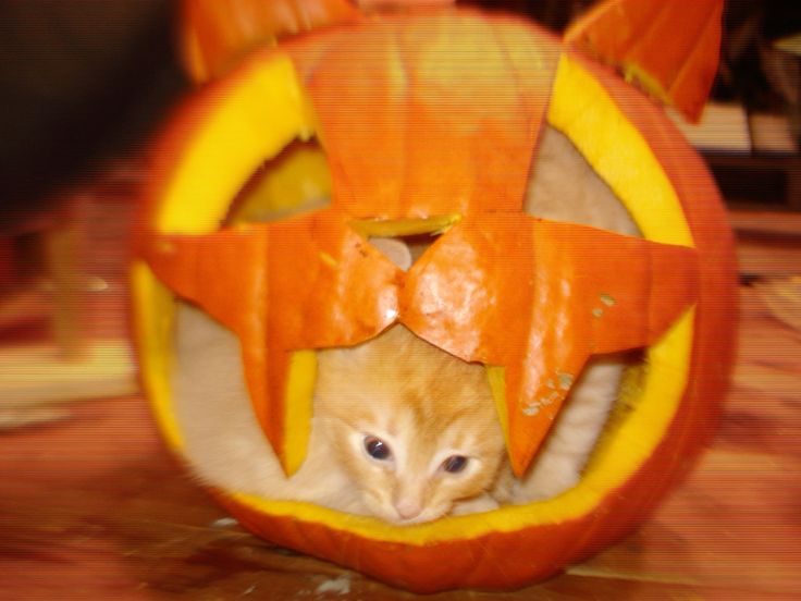 zombiegirlbug's tweet photo. ㅤㅤㅤㅤㅤㅤㅤㅤㅤㅤ ㅤㅤㅤㅤㅤㅤ
ㅤㅤ꒰ ㅤ🎃 🐈  @/memoriesofopal  pinterest
ㅤㅤㅤㅤㅤㅤㅤㅤㅤㅤㅤㅤㅤㅤㅤㅤ https://t.co/Ana2JAmSNb