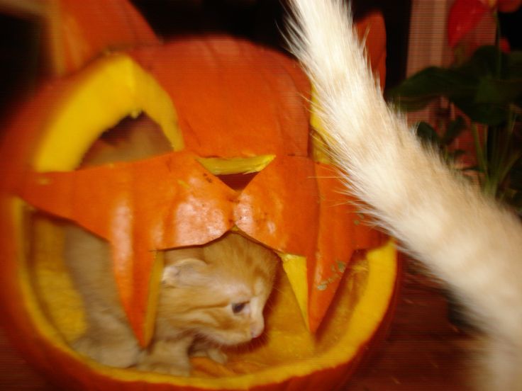 zombiegirlbug's tweet photo. ㅤㅤㅤㅤㅤㅤㅤㅤㅤㅤ ㅤㅤㅤㅤㅤㅤ
ㅤㅤ꒰ ㅤ🎃 🐈  @/memoriesofopal  pinterest
ㅤㅤㅤㅤㅤㅤㅤㅤㅤㅤㅤㅤㅤㅤㅤㅤ https://t.co/Ana2JAmSNb