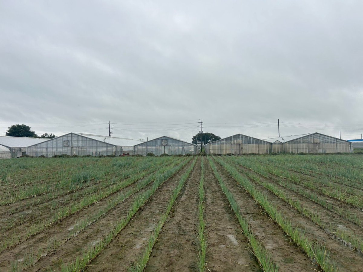 tsukaharafarm's tweet photo. 地味に見える毎日の積み重ねが、おいしさをつくります。

土の様子、葉の色、伸び方。
今日もねぎの小さな変化を確かめています。

育つ過程も見守ってください。

#塚原農場 #深谷ねぎ #農家の日常 https://t.co/5Inf3AfJtV