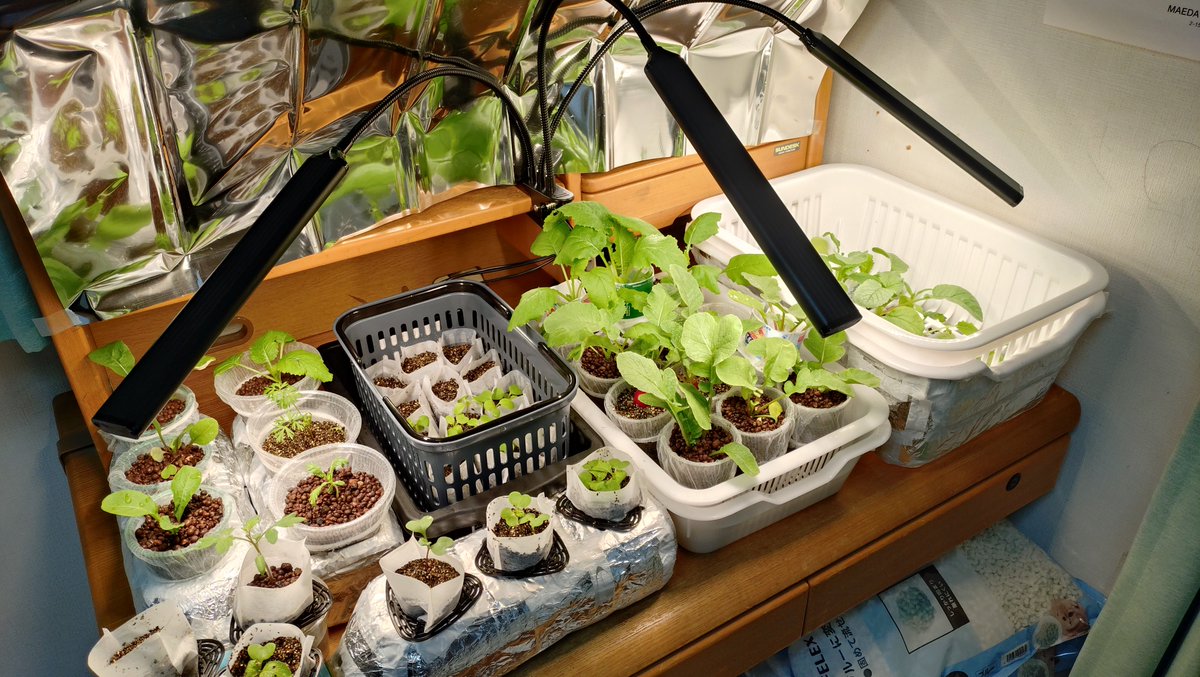 eritan0418's tweet photo. 今日は雨で日照不足なので野菜たちは室内に退避。
LED点けてあげました。
LEDを当てると発育はいいけど、16時間以上当ててはいけないらしい。最低8時間は暗くして休眠させないと成長が悪くなるとのこと。
植物も人間と同じ睡眠は必要なのね。 https://t.co/QRtSKBXsXn
