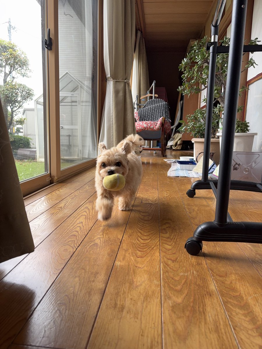 happ_ywannyan's tweet photo. おばあの家で駆け巡る犬 https://t.co/lJhR1LShdZ