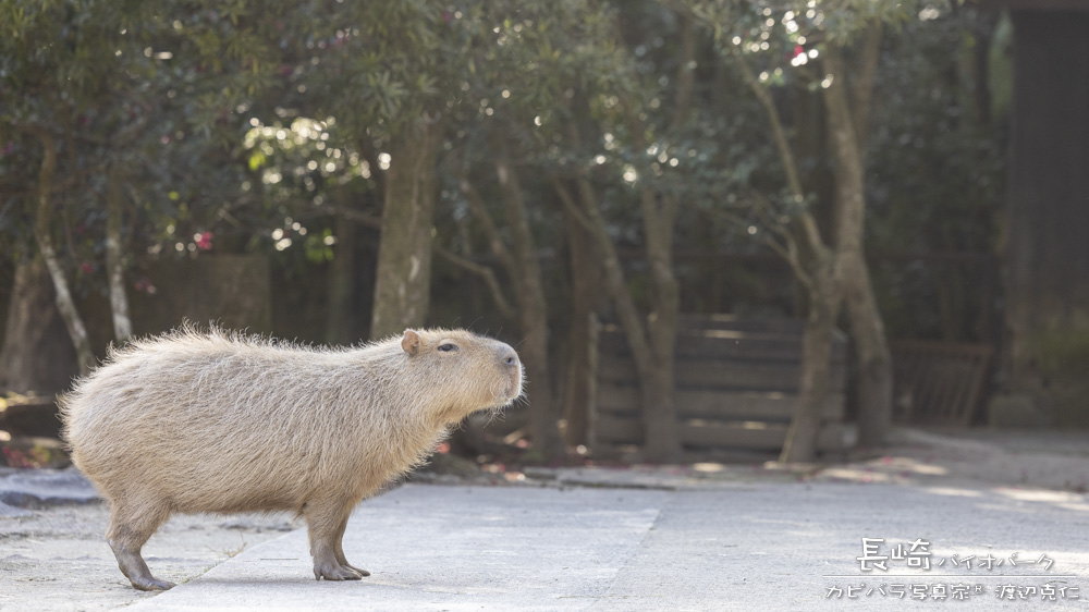 capybarahp's tweet photo. 紙にペンで久々に文字を書いたら、あまりの自分の下手さに愕然。パソコンに頼りすぎてたことを反省。

#カピバラ #capybara #水豚 https://t.co/Wvq0JtKVaG