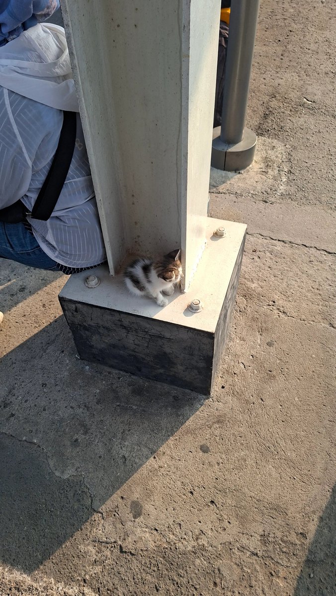 keluhkesahkonoh's tweet photo. Kalau diperhatiin, di Stasiun Sudimara suka tiba-tiba ada bayi kucing terlantar.

Tiap hari commute biasanya keliatan kalau ada induk yang bunting, tapi yang ini nggak. Tiba-tiba suka muncul aja.

Ini lucu banget lagi, kayak belum lama di jalanan. Bulunya masih bagus, halus banget, dan nggak terlalu dekil atau kurus.

Semoga ketemu sama manusia-manusia baik 🥺🤍