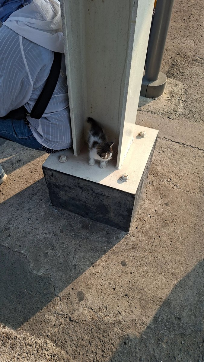 keluhkesahkonoh's tweet photo. Kalau diperhatiin, di Stasiun Sudimara suka tiba-tiba ada bayi kucing terlantar.

Tiap hari commute biasanya keliatan kalau ada induk yang bunting, tapi yang ini nggak. Tiba-tiba suka muncul aja.

Ini lucu banget lagi, kayak belum lama di jalanan. Bulunya masih bagus, halus banget, dan nggak terlalu dekil atau kurus.

Semoga ketemu sama manusia-manusia baik 🥺🤍